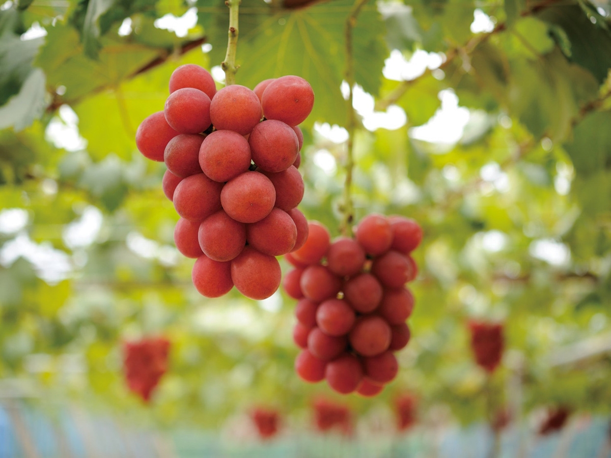 Nho Nhật đắt nhất thế giới đổ bộ Việt Nam với giá 12 triệu đồng/Kg