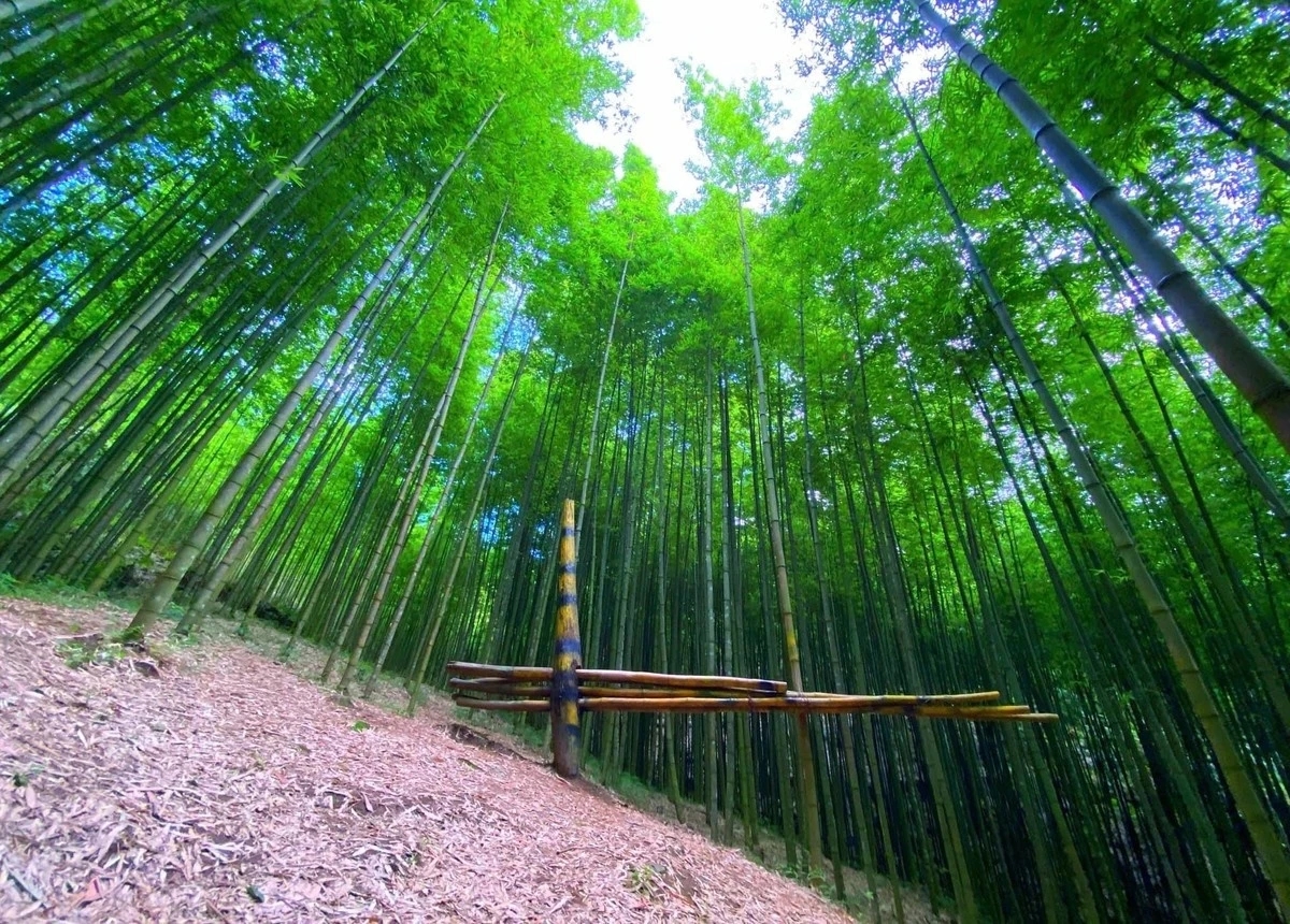 Mộng ảo như tiên cảnh tại tiểu trúc lâm, Mù Cang Chải