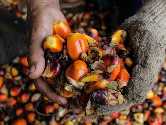 Khai mạc Diễn đàn dầu cọ Malaysia 2024 (MPOF): Hướng đến các giải pháp bền vững