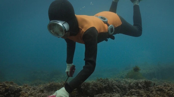 Hé lộ gene đặc biệt giúp hải nữ Jeju lặn sâu không cần thiết bị trong nước lạnh