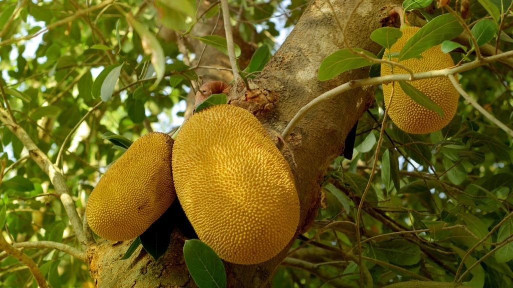 Xuất khẩu mít tươi, Nghị định thư mít Việt Nam – Trung Quốc, thị trường Trung Quốc, Bộ NNMT, GACC, thương mại nông sản Việt Nam