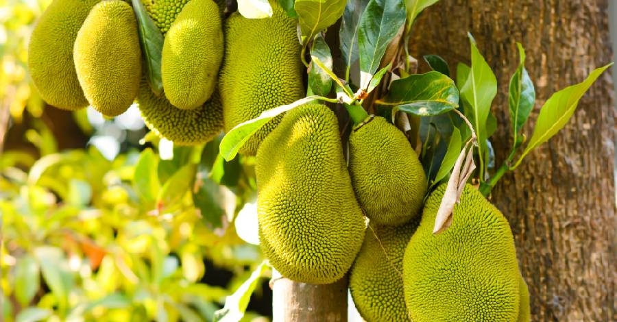 Xuất khẩu mít tươi, Nghị định thư mít Việt Nam – Trung Quốc, thị trường Trung Quốc, Bộ NNMT, GACC, thương mại nông sản Việt Nam