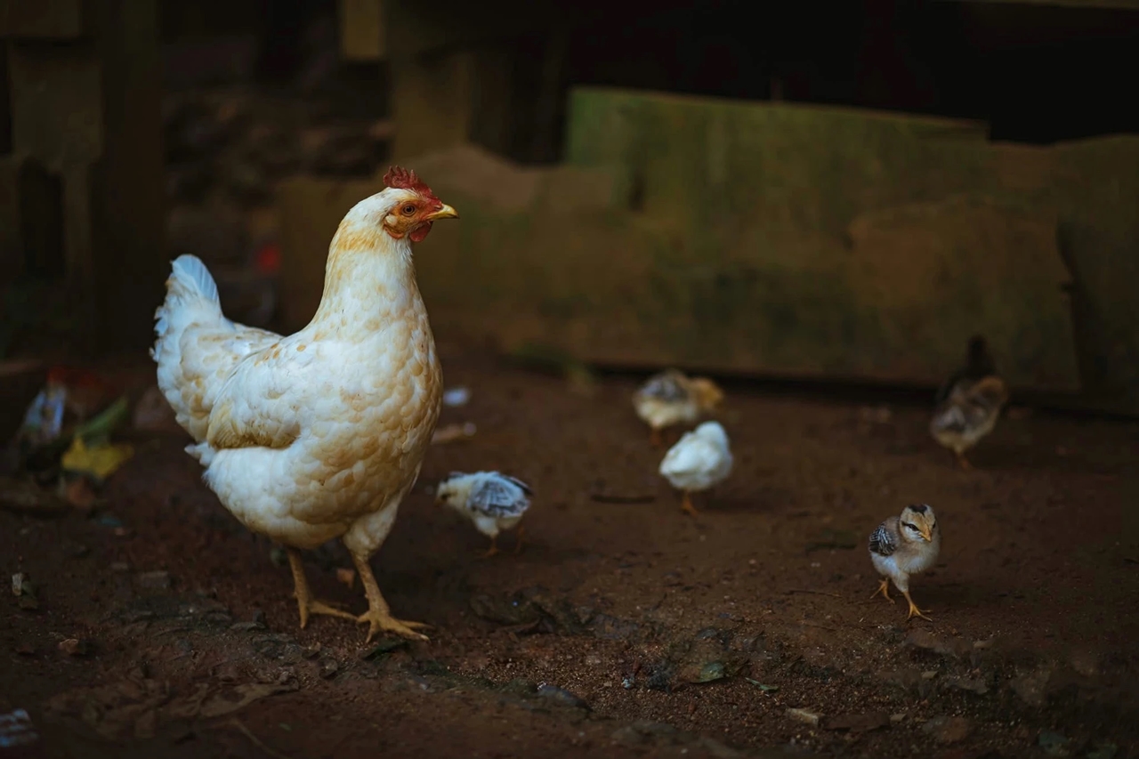 Làng Kon Tu Ma, Măng Đen, người Xơ Đăng, cuộc sống Kon Tu Ma, văn hóa Xơ Đăng, kho lúa Kon Tu Ma